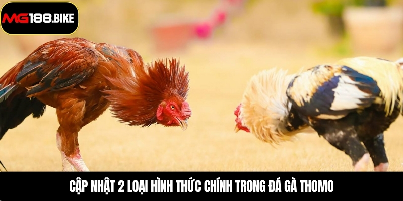 Cập nhật 2 loại hình thức chính trong đá gà thomo